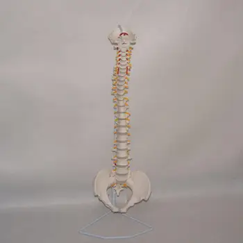 PVC Дидактическая Гъвкава Анатомическая Модел на гръбначния Стълб Проба на човешкия Скелет Медицинската Наука