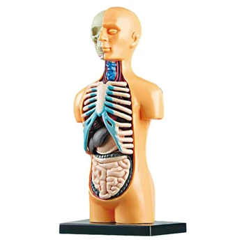 3D свалящ се анатомическая модел на човешкия торс за образователни играчки, обучение структурата на човешкото тяло, за детето, ученика